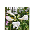 梅雨どきの山野草を添えて 日常のご挨拶（個別スタンプ：16）