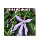 梅雨どきの山野草を添えて 日常のご挨拶（個別スタンプ：17）