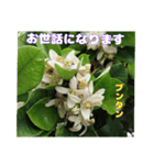 梅雨どきの山野草を添えて 日常のご挨拶（個別スタンプ：18）