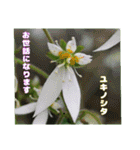 梅雨どきの山野草を添えて 日常のご挨拶（個別スタンプ：19）