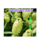梅雨どきの山野草を添えて 日常のご挨拶（個別スタンプ：20）