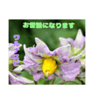 梅雨どきの山野草を添えて 日常のご挨拶（個別スタンプ：21）