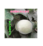 梅雨どきの山野草を添えて 日常のご挨拶（個別スタンプ：22）