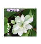 梅雨どきの山野草を添えて 日常のご挨拶（個別スタンプ：27）