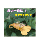 梅雨どきの山野草を添えて 日常のご挨拶（個別スタンプ：30）