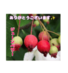 梅雨どきの山野草を添えて 日常のご挨拶（個別スタンプ：32）