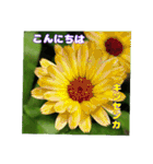 梅雨どきの山野草を添えて 日常のご挨拶（個別スタンプ：34）