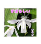 梅雨どきの山野草を添えて 日常のご挨拶（個別スタンプ：36）