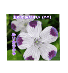 梅雨どきの山野草を添えて 日常のご挨拶（個別スタンプ：40）