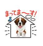 『セントバーナード』のスタンプ（個別スタンプ：17）