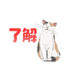 ゆるカワな動物たちのつぶやきスタンプ（個別スタンプ：28）