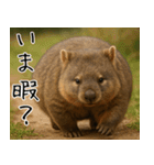 きゅーとウォンバット01（個別スタンプ：3）