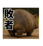 きゅーとウォンバット01（個別スタンプ：4）