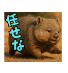 きゅーとウォンバット01（個別スタンプ：16）