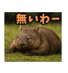 きゅーとウォンバット01（個別スタンプ：38）