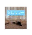 わたげと仲間（個別スタンプ：2）