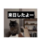 わたげと仲間（個別スタンプ：9）