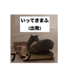 わたげと仲間（個別スタンプ：11）