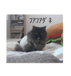 わたげと仲間（個別スタンプ：17）