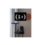わたげと仲間（個別スタンプ：21）