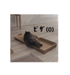 わたげと仲間（個別スタンプ：22）