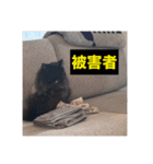 わたげと仲間（個別スタンプ：30）