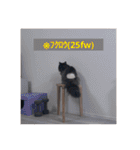 わたげと仲間（個別スタンプ：34）