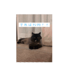 わたげと仲間（個別スタンプ：36）