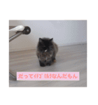 わたげと仲間（個別スタンプ：37）