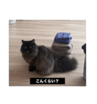わたげと仲間（個別スタンプ：39）