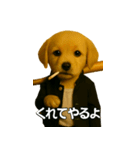 ワルかわ特攻隊！ワンコ＆ニャンコ（個別スタンプ：2）