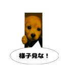 ワルかわ特攻隊！ワンコ＆ニャンコ（個別スタンプ：5）