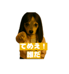 ワルかわ特攻隊！ワンコ＆ニャンコ（個別スタンプ：9）