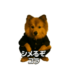 ワルかわ特攻隊！ワンコ＆ニャンコ（個別スタンプ：12）