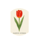 チューリップ種類シリーズ:Types of Tulips（個別スタンプ：1）