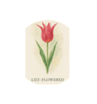 チューリップ種類シリーズ:Types of Tulips（個別スタンプ：4）