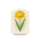 チューリップ種類シリーズ:Types of Tulips（個別スタンプ：6）