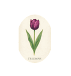 チューリップ種類シリーズ:Types of Tulips（個別スタンプ：7）