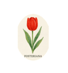 チューリップ種類シリーズ:Types of Tulips（個別スタンプ：8）