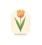 チューリップ種類シリーズ:Types of Tulips（個別スタンプ：12）