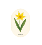 チューリップ種類シリーズ:Types of Tulips（個別スタンプ：15）