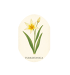 チューリップ種類シリーズ:Types of Tulips（個別スタンプ：16）