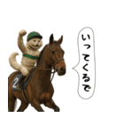 面白にゃんこ(競馬)（個別スタンプ：15）