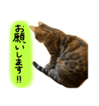 ユラのおかあさんがまたスタンプ作った②（個別スタンプ：7）