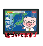 子ブタ3きょうだい 13  夏スタンプ（個別スタンプ：21）