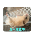 谷川家のとら夫さん2（ハムスター）（個別スタンプ：3）
