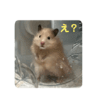 谷川家のとら夫さん2（ハムスター）（個別スタンプ：5）