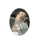 谷川家のとら夫さん2（ハムスター）（個別スタンプ：7）