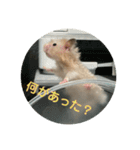 谷川家のとら夫さん2（ハムスター）（個別スタンプ：10）