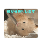 谷川家のとら夫さん2（ハムスター）（個別スタンプ：15）
